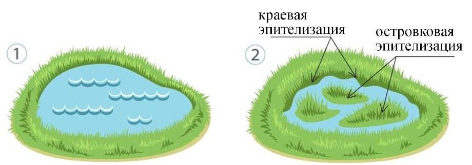 Блок_ Ряска - островкая и краевая эпителизация_01_31.jpg